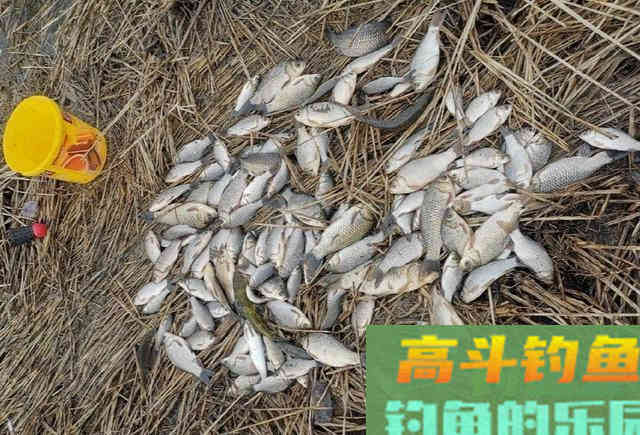 酒米窝料诱鱼，钓获100多条野生鲫鱼