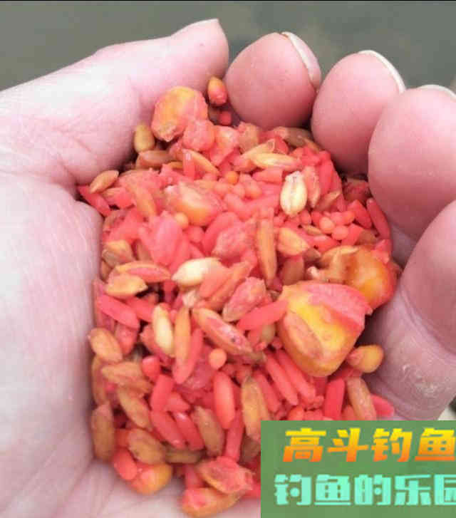 谷麦钓法，自制酒米野钓鲫鱼