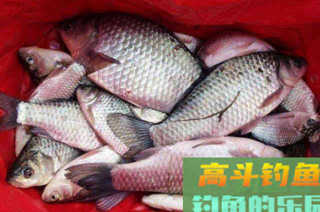 用红虫饵来钓鱼的一些方法，以及需要注意的相关事项