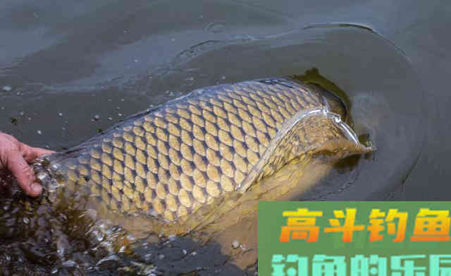 冬季打窝来鱼慢？不是窝料味道差，不是钓位不够好