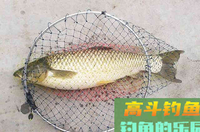 想钓大草大青，可以试试这款大蒜玉米饵