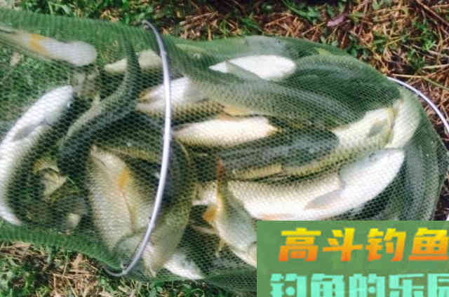 深秋时期钓草鱼，可以用的一款自制饵料效果好