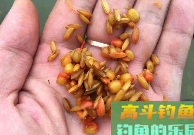 谷麦窝料的制作方法，添加剂配比都在这