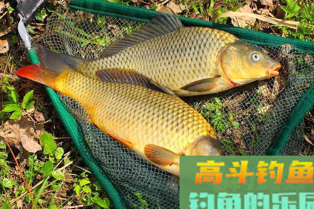 这款自制饵料专钓大鲤鱼，每次一小盆，从未失手过