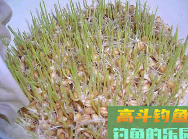 老钓手自制四种粮食钓饵，在农村十分常见