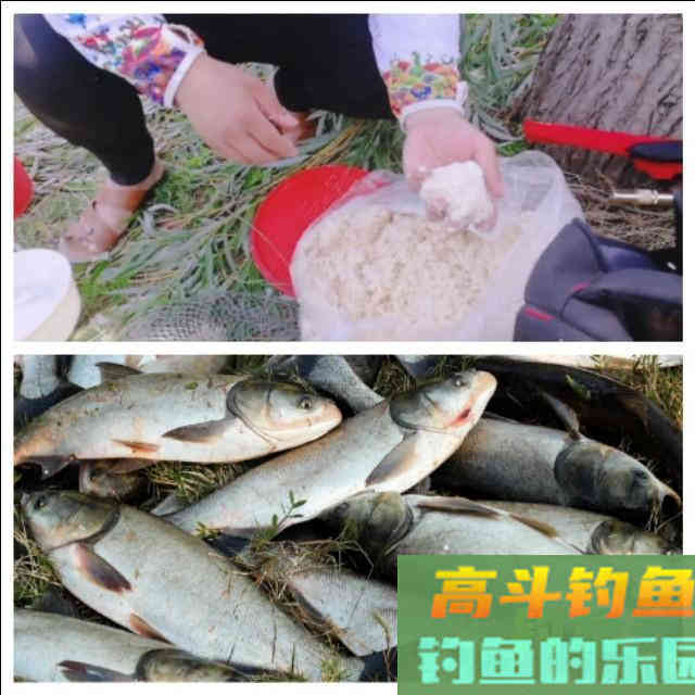 有人说豆渣钓鲢鳙不好用，我不服，学会这样用你再试试看