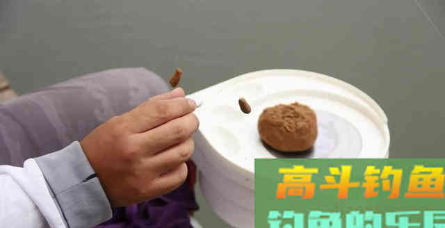 到底有哪些原因造成鱼无法吃饵？看你我总结的一样否