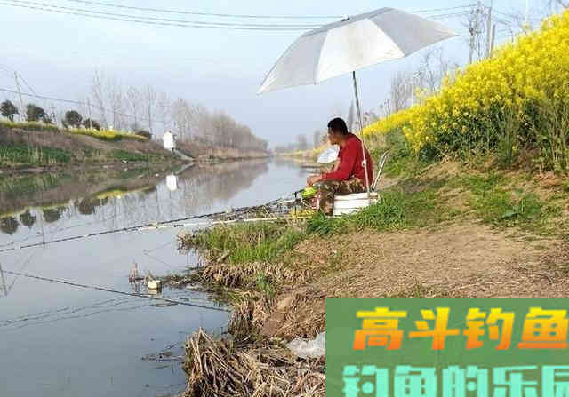 麝香酒米诱鱼，钓获一条3斤巨型鲫鱼，30条大板鲫鱼