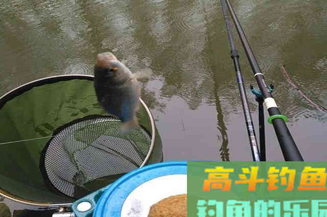 低温天钓鱼用饵策略分享，自用多年实用性好