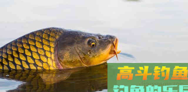 我想说自制钓鱼饵料不难，牢记这几点就够了