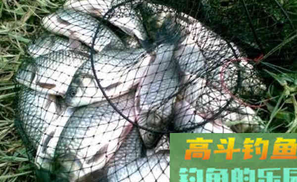 5个夏季使用的素饵配方，通杀鲫草鲤