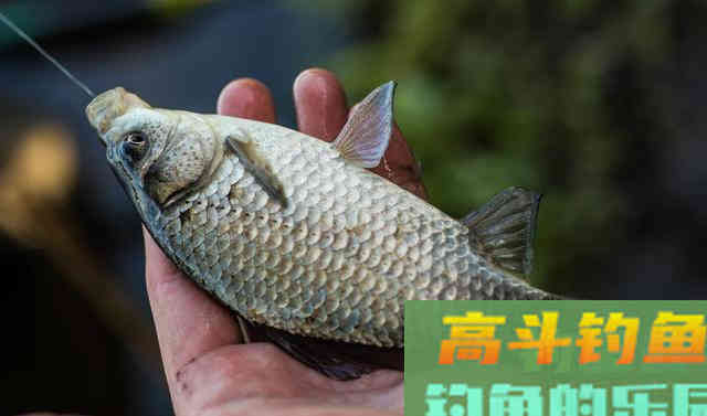 初春钓鱼做饵料时加点羊油，鲫鱼咬钩快