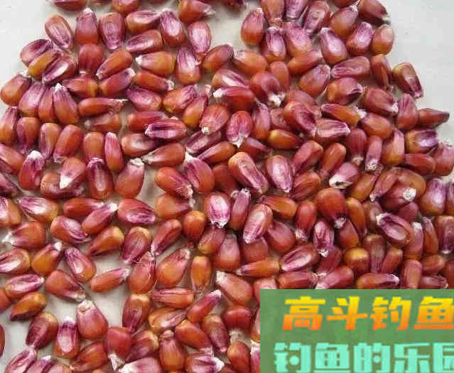 自制药酒泡玉米，为何总是泡不出味？