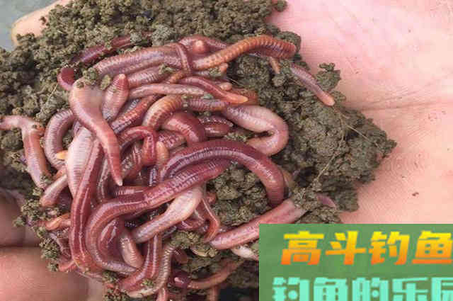 谁说蚯蚓钓鱼过时了！用对了照样爆护，分享4种用法