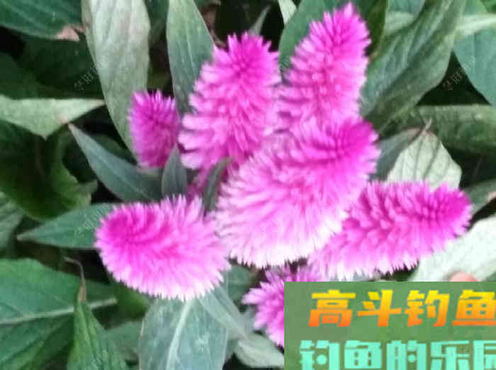 玉米窝料类别与水情鱼情分析，玉米窝料特性与打窝方法
