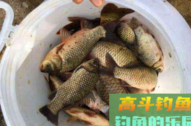 秋钓鲫鱼用饵时，可以在钓饵中加入的一些辅料