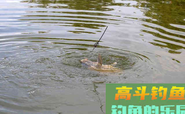 详解4种饵料介绍，特点和注意事项
