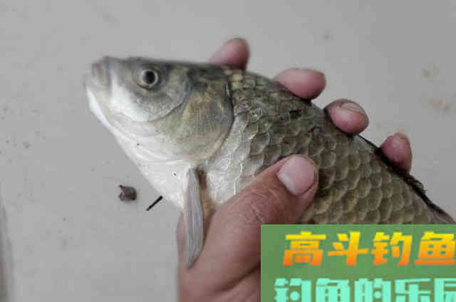实用鲫鱼饵能巧避小鱼，每次钓完都乐开了花