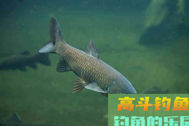 钓鱼打窝有技巧，补窝也同样很重要