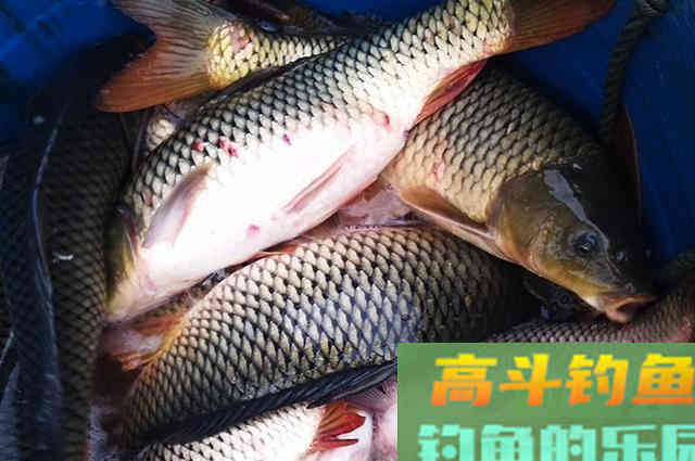 民间收集来的野钓鱼饵配方，总有你需要的