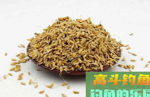 被钓鱼人忽视的绿色钓饵谷芽，制作过程及使用方法