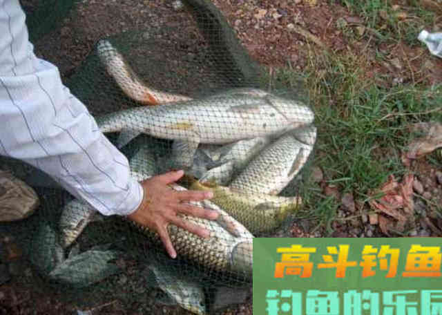 都知道用玉米粒可以钓大鱼，但具体该如何使用
