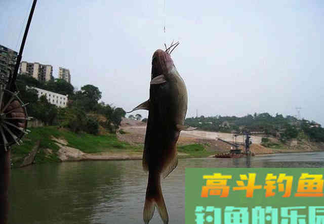 火腿肠也能钓鱼？用白酒、红糖、氨基酸泡制后，有效