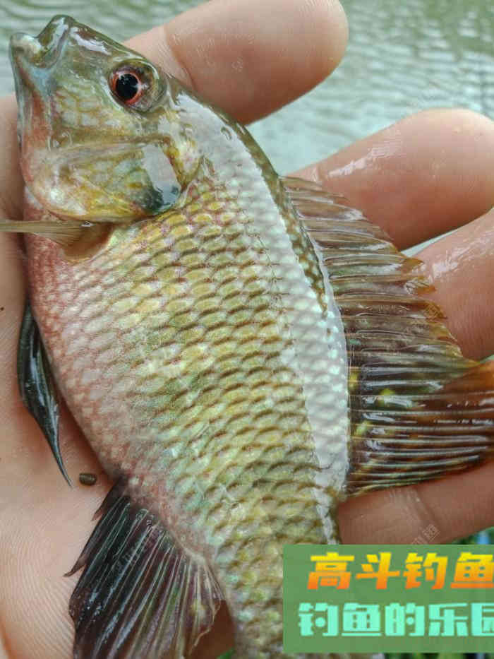 回家顺手试自配草鱼饵，还是七彩非伴随左右