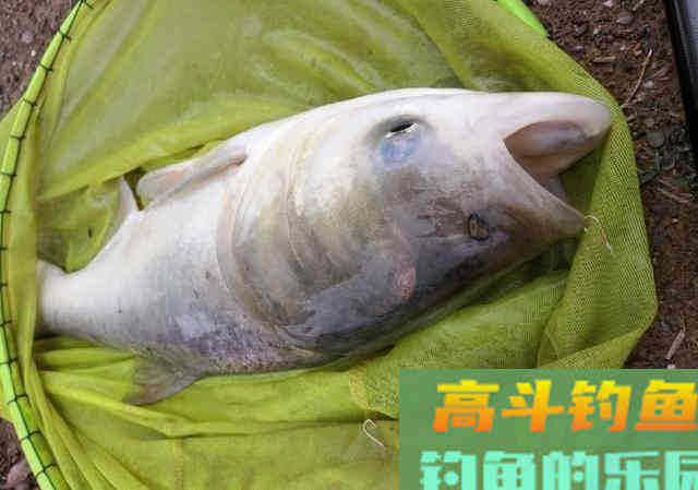 长江野钓鲢鳙，用蚯蚓守钓鲢鳙鱼，钓获5斤鲢鳙鱼
