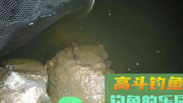 野生鱼儿可不一定喜欢渔具店里卖的饵，得看水里有啥