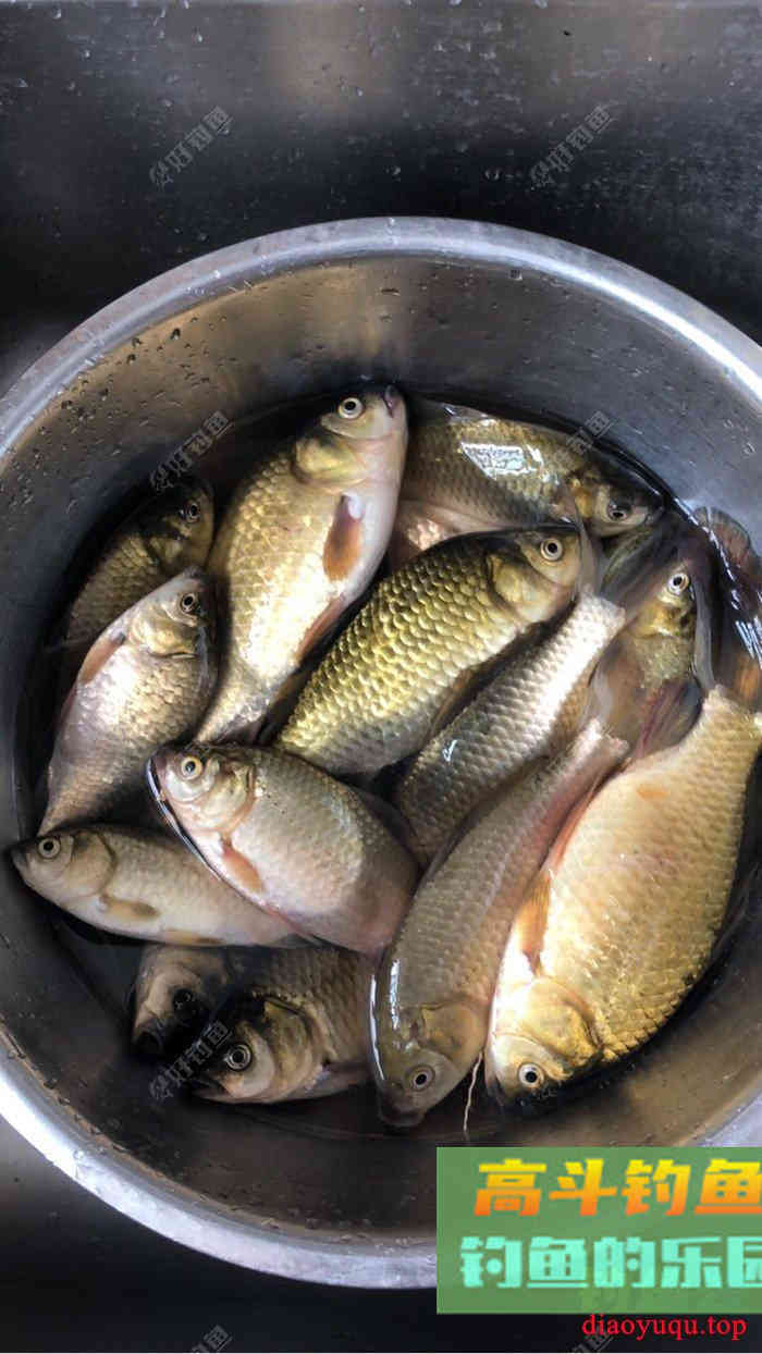自制窝料，只为积累