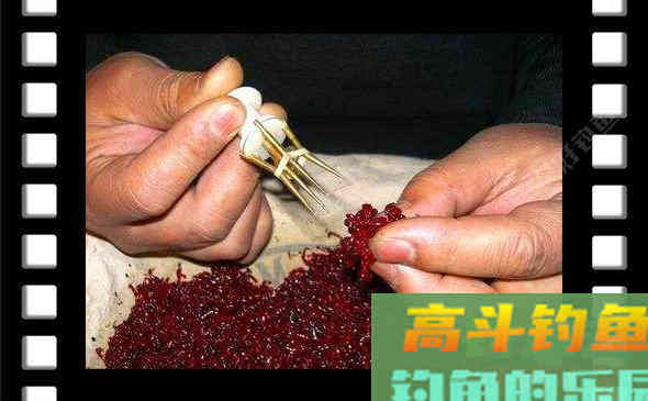 冬季鲫鱼必杀神饵红虫
