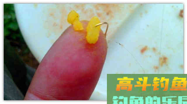 制作方法不同，麦粒诱钓的对象鱼，不仅仅是鲫鱼