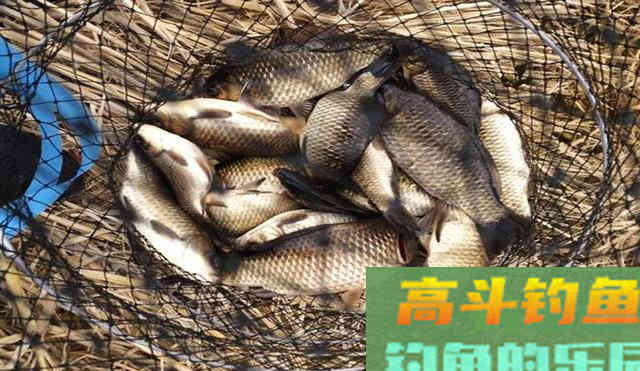 一直在用的自制小药，想要配方的看过来，针对鲫鱼和鲤鱼