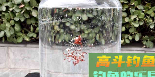自制红虫拉饵伴侣，谨记这4个指标，效果提升50%