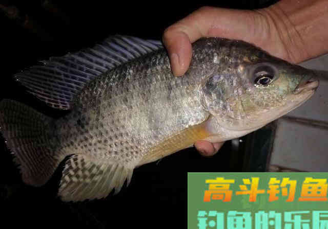 水库钓鱼秘制羊油饵料野钓，钓获一箱20多斤罗非鱼