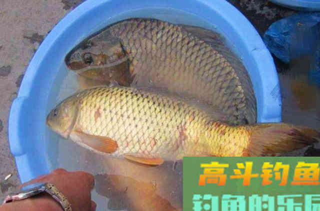 仲秋垂钓鲤鱼，高手总结一些用饵规律与技巧
