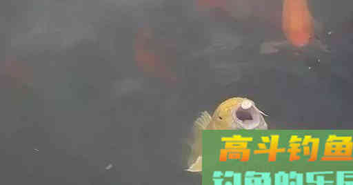 秋钓大鲤，推荐用上这款饵，再狡猾也钓得上来