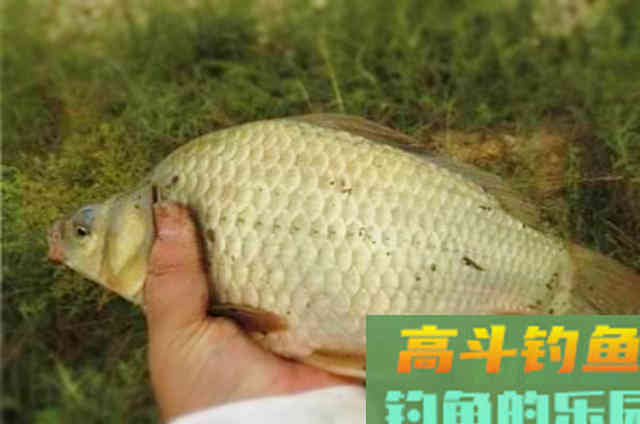 打窝的技巧全解析，和补窝时机与方法