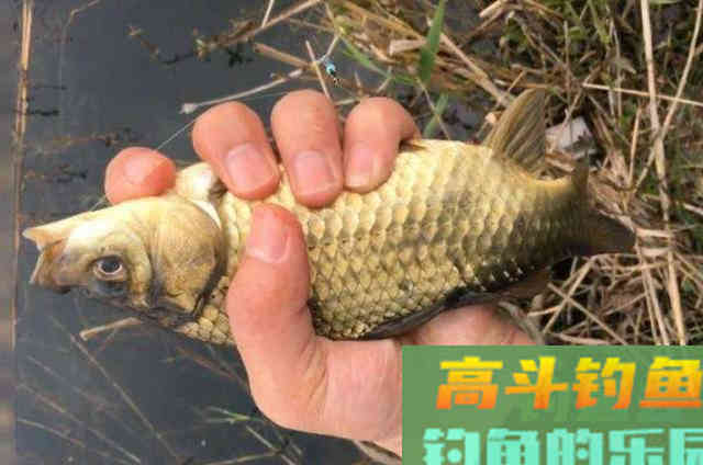 冬季野钓鲫鱼时，需要钓友牢牢记住的5字打窝秘诀