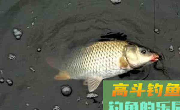 野钓鲤鱼8个自制佳饵配方，适合秋天使用