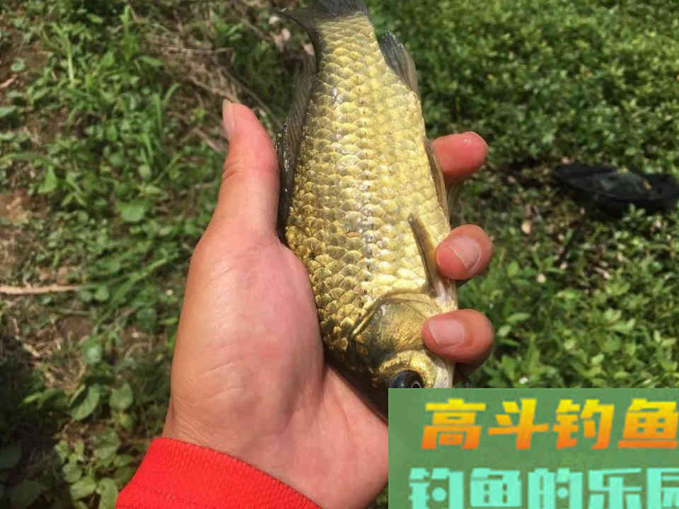 草洞布窝钓鲫鱼经验分享，小鱼闹窝不可怕