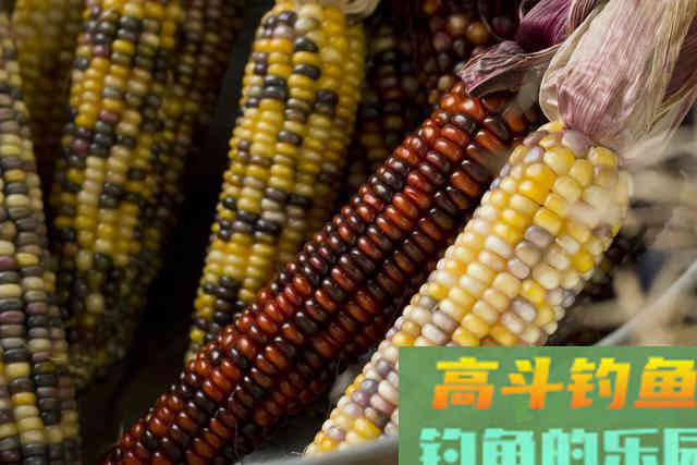玉米是钓大鱼利器，这些才是利用玉米钓大鱼的正确方法
