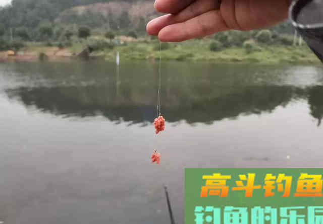 这么香的饵为啥不吃，切莫自以为是，配饵还需换位思考