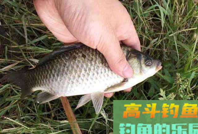 野钓环境中作钓，需要时刻注意的一些打窝技巧