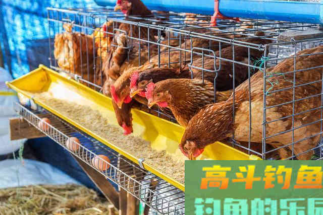 鸡鸭饲料，为什么都是打窝的好东西，原因是这几点