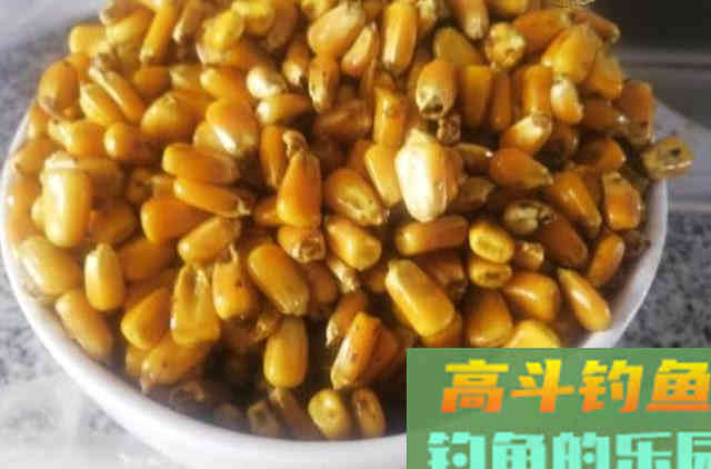 鱼为什么喜欢吃玉米粒？还被钓鱼人称为素饵之王