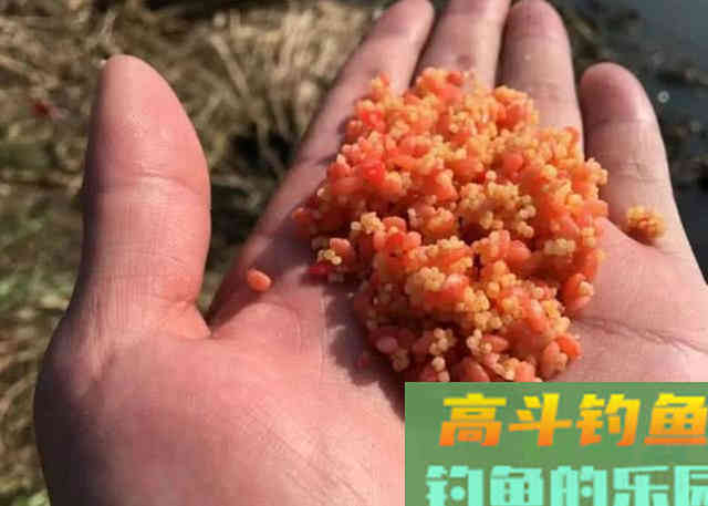 要想钓得多，必得先打窝，教你打什么窝，怎么打