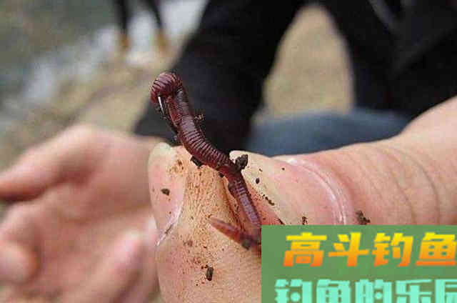 冬季要想钓好鲫鱼，必须事先了解的3个用饵绝活