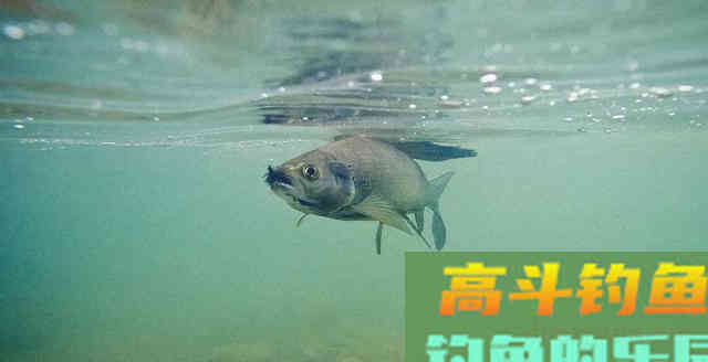 老钓手为何也会多加小药？他们知道啥情况要多加